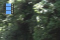 Scene_10_Morpho peleides flight